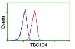TBC1D4 Monoclonal Antibody (OTI5E6), TrueMAB , OriGene 30 &mu;L | Buy Online | OriGene | Fisher Scientific