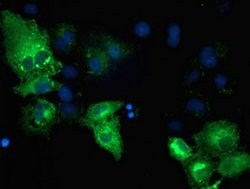 TBC1D4 Monoclonal Antibody (OTI5A6), TrueMAB , OriGene 30 &mu;L; Unconjugated:Antibodies,