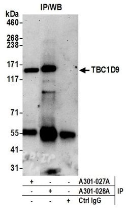 TBC1D9/MDR1 Rabbit anti-Human, Polyclonal, Bethyl Laboratories 10 &mu;L;