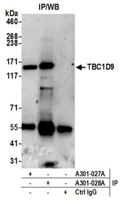 TBC1D9/MDR1 Rabbit anti-Human, Polyclonal, Bethyl Laboratories 10 &mu;l;