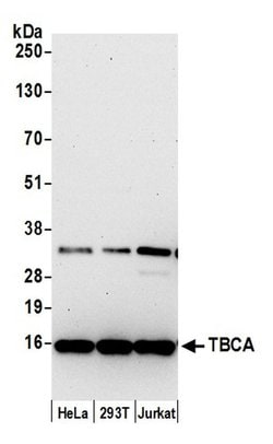 TBCA Rabbit anti-Human, Polyclonal, Bethyl Laboratories 100 &mu;L; Unconjugated:Antibodies,