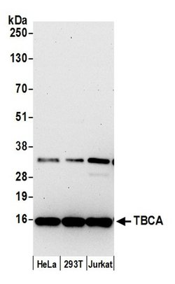 TBCA Polyclonal Antibody, Bethyl Laboratories 20 &mu;L; Unconjugated:Antibodies,