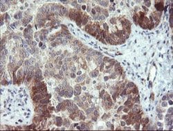 TBCC Monoclonal Antibody (OTI2B3), TrueMAB , OriGene 100 &mu;L; Unconjugated:Antibodies,
