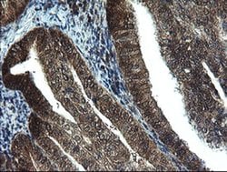 TBCC Monoclonal Antibody (OTI4C4), TrueMAB , OriGene 100 &mu;L; Unconjugated:Antibodies,