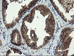 TBCC Monoclonal Antibody (OTI4C4), TrueMAB , OriGene 100 &mu;L; Unconjugated:Antibodies,