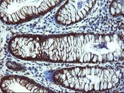 TBCC Monoclonal Antibody (OTI4C4), TrueMAB , OriGene 100 &mu;L; Unconjugated:Antibodies,