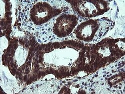 TBCC Monoclonal Antibody (OTI4C4), TrueMAB , OriGene 100 &mu;L; Unconjugated:Antibodies,