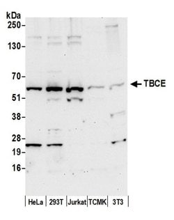 TBCE Polyclonal Antibody, Bethyl Laboratories:Antibodies:Primary Antibodies