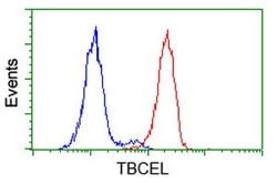 TBCEL Mouse anti-Human, Clone: OTI3H3, lyophilized, TrueMAB 100 &mu;g | Buy Online | Origene Technologies | Fisher Scientific