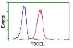 TBCEL Mouse anti-Human, Clone: OTI3H3, lyophilized, TrueMAB 100 &mu;g | Buy Online | Origene Technologies | Fisher Scientific