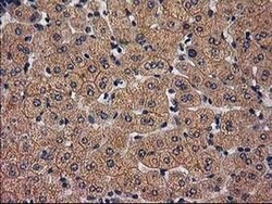 TBCEL Monoclonal Antibody (OTI2A9), TrueMAB , OriGene 30 &mu;L; Unconjugated:Antibodies,