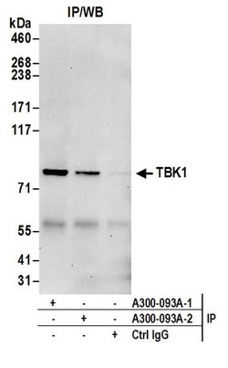 TBK1 Rabbit anti-Human, Mouse, Polyclonal, Bethyl Laboratories 100 &mu;L;