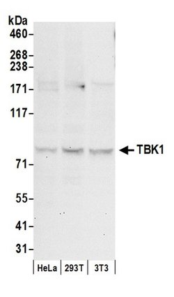 TBK1 Polyclonal Antibody, Bethyl Laboratories 20 &mu;l; Unlabeled:Antibodies,