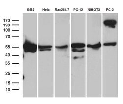 TBL1XR1 Monoclonal Antibody (OTI2A8), TrueMAB , OriGene 100 &mu;L; Unconjugated:Antibodies,