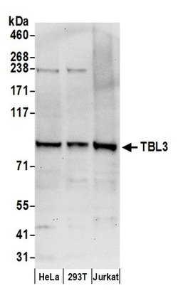 TBL3 Rabbit anti-Human, Polyclonal, Bethyl Laboratories 100 &mu;L; Unconjugated:Antibodies,