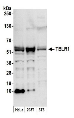 TBLR1 Polyclonal Antibody, Bethyl Laboratories:Antibodies:Primary Antibodies