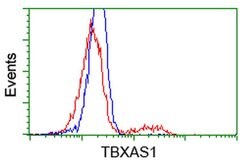 TBXAS Mouse anti-Human, Rat, Clone: OTI2C1, liquid, TrueMAB 100 &mu;L;