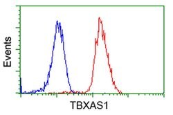 TBXAS Mouse anti-Human, Rat, Clone: OTI2C1, liquid, TrueMAB 100 &mu;L;