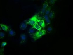 TBXAS Mouse anti-Human, Clone: OTI1C3, lyophilized, TrueMAB 100 &mu;g;