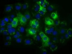 TBXAS Monoclonal Antibody (OTI1H1), TrueMAB , OriGene 100 &mu;L; Unconjugated:Antibodies,