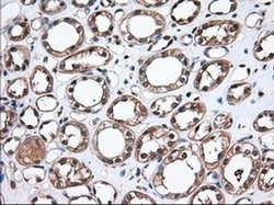 TBXAS Mouse anti-Human, Rat, Clone: OTI2C1, liquid, TrueMAB 100 &mu;L;