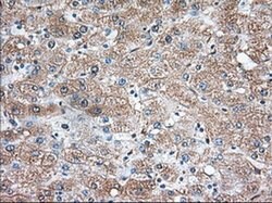TBXAS Mouse anti-Human, Rat, Clone: OTI2C1, liquid, TrueMAB 100 &mu;L;