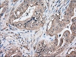 TBXAS Mouse anti-Human, Clone: OTI1C3, lyophilized, TrueMAB 100 &mu;g;