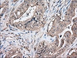 TBXAS Monoclonal Antibody (OTI1C3), TrueMAB™, OriGene