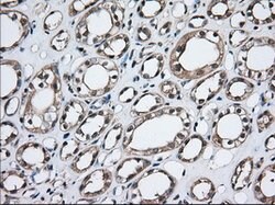 TBXAS Mouse anti-Human, Clone: OTI1C3, lyophilized, TrueMAB 100 &mu;g;