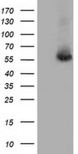 TBXAS Monoclonal Antibody (OTI1H9), TrueMAB™, OriGene
