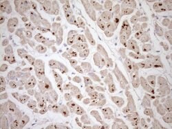 TCAP Monoclonal Antibody (OTI3E7), TrueMAB , OriGene 100 &mu;L; Unconjugated:Antibodies,