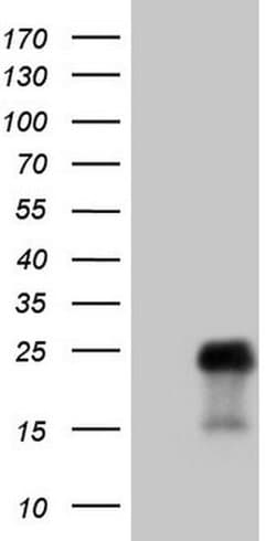 TCAP Monoclonal Antibody (OTI7H5), TrueMAB , OriGene:Antibodies:Primary