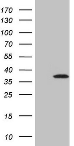 TCEAL1 Mouse anti-Human, Clone: OTI1D4, lyophilized, TrueMAB 100 &mu;g | Buy Online | Origene Technologies | Fisher Scientific