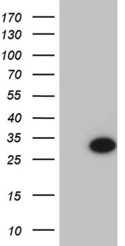 TCEANC2 Monoclonal Antibody (OTI9A4), TrueMAB , OriGene:Antibodies:Primary