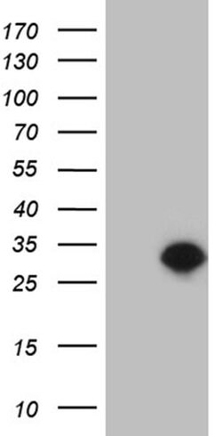 TCEANC2 Monoclonal Antibody (OTI2D2), TrueMAB , OriGene:Antibodies:Primary