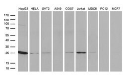 TCEANC2 Monoclonal Antibody (OTI2D2), TrueMAB , OriGene 30 &mu;L; Unconjugated:Antibodies,