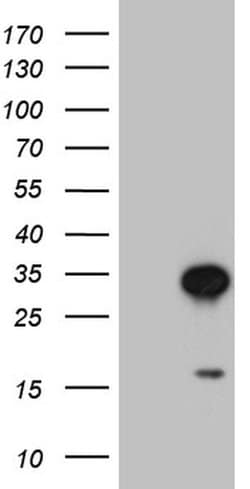 TCEANC2 Monoclonal Antibody (OTI8E11), TrueMAB , OriGene 100 &mu;L; Unconjugated:Antibodies,