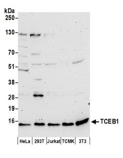 TCEB1 Polyclonal Antibody, Bethyl Laboratories 20 &mu;L; Unconjugated | Buy Online | Bethyl Laboratories, Inc | Fisher Scientific