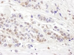 TCEB2 Rabbit anti-Human, Mouse, Polyclonal, Bethyl Laboratories 10 &mu;L;
