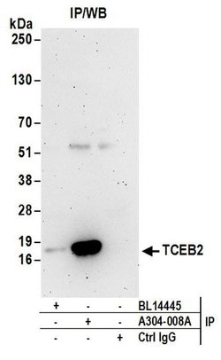 TCEB2 Rabbit anti-Human, Mouse, Polyclonal, Bethyl Laboratories 10 &mu;L;