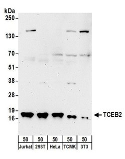 TCEB2 Rabbit anti-Human, Mouse, Polyclonal, Bethyl Laboratories 10 &mu;L;