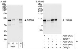 TCEB3 Rabbit anti-Human, Polyclonal, Bethyl Laboratories 100 &mu;L; Unconjugated:Antibodies,