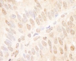 TCF12 Rabbit anti-Human, Polyclonal, Bethyl Laboratories 100 &mu;L; Unconjugated:Antibodies,