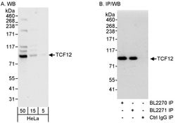 TCF12 Rabbit anti-Human, Polyclonal, Bethyl Laboratories 100 &mu;L; Unconjugated:Antibodies,