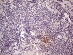 TCF12 Mouse anti-Human, Clone: OTI4D6, liquid, TrueMAB 100 &mu;L; Unconjugated:Antibodies,