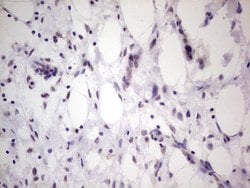 TCF12 Mouse anti-Human, Clone: OTI4D6, liquid, TrueMAB 100 &mu;L; Unconjugated:Antibodies,