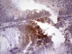 TCF12 Mouse anti-Human, Clone: OTI4D6, liquid, TrueMAB 100 &mu;L; Unconjugated:Antibodies,
