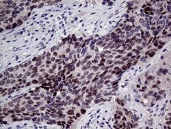 TCF12 Monoclonal Antibody (OTI4A7), TrueMAB , OriGene 100 &mu;L; Unconjugated:Antibodies,