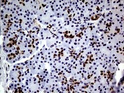TCF12 Monoclonal Antibody (OTI3C11), TrueMAB , OriGene 100 &mu;L; Unconjugated:Antibodies,