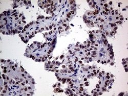 TCF12 Monoclonal Antibody (OTI3C11), TrueMAB , OriGene:Antibodies:Primary